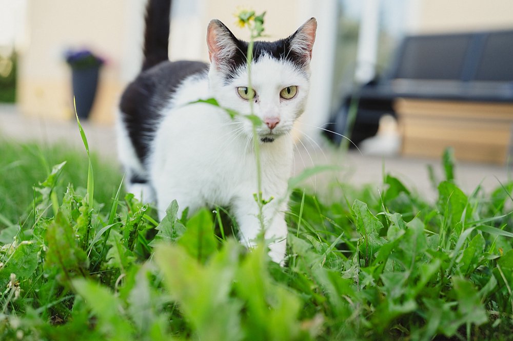 Schwarz-weiße Hauskatze steht im Gras vor dem Haus, im Hintergrund eine Gartenbank